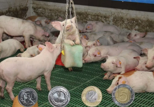 Prosięta tanieją. W dwa tygodnie ceny spadły nawet o 40 zł za sztukę