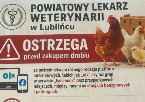Nie kupuj drobiu z niepewnego źródła. Weterynarz ostrzega przed zagrożeniem!