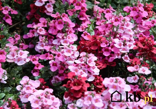 Zapomnij o pelargoniach. Ta roślina robi furorę na balkonach i tarasach w 2026