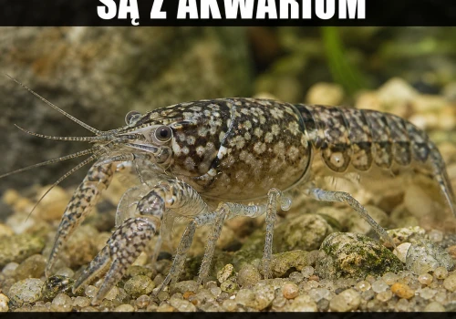 Akwarium odblokowało raka z Ctrl+C