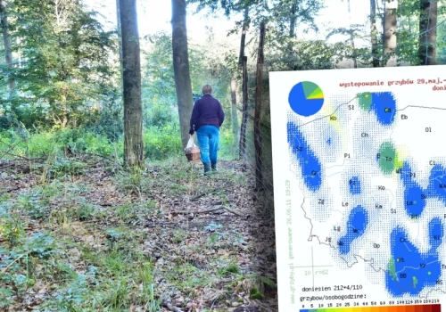 Mapa grzybów pokazuje wyraźną zmianę. W tych regionach warto ruszyć do lasu. „Mokro i grzybowo”
