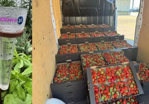 Ceny truskawek w górę. Pogoda ogranicza podaż