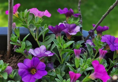 Sadzę na balkonie zamiast petunii. Balkon wygląda jak dżungla aż do jesieni