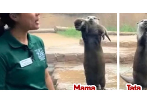 Mama wydra z dumą pokazała gościom zoo swoje młode, a tata zaprezentował to, co jest drogie dla niego
