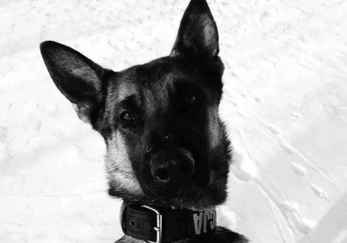 Policjanci żegnają Kanwę, bohaterkę i przyjaciółkę