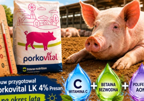 Stres cieplny u loch – jak Porkovital LK 4% Presan pomaga chronić wyniki produkcyjne podczas upałów