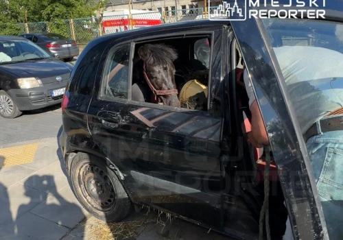 Koń w nagrzanym bagażniku Hyundaia. Kierowcy nie było przez kilka godzin! Przyszedł i zabrał zwierzę