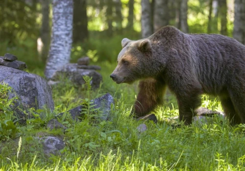 Niedźwiedź zauważony w powiecie tarnowskim. Władze apelują o ostrożność