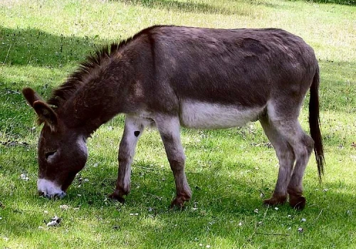 Terapia osła pomaga pacjentom psychiatrycznym odnaleźć nową pewność siebie