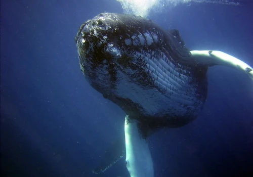 Skrajnie nieprzyjazny obszar oceanu skrywał największy znany cmentarz waleni. Tamtejsze szczątki mają miliony lat