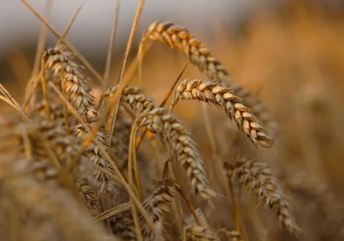 USDA podnosi zbiory pszenicy, ale cała ta dodatkowa ilość zostanie zjedzona
