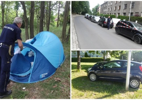Pogryzione dziecko, amator kwiatów z klombu. Interwencje straży miejskiej