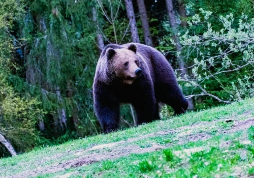 Niedźwiedzie podchodzą do domostw. Gmina zezwala na użycie petard, klaksonów i pistoletów hukowych