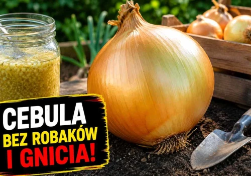 Wsyp to na grządkę. Genialny sposób na gigantyczne cebule bez robali