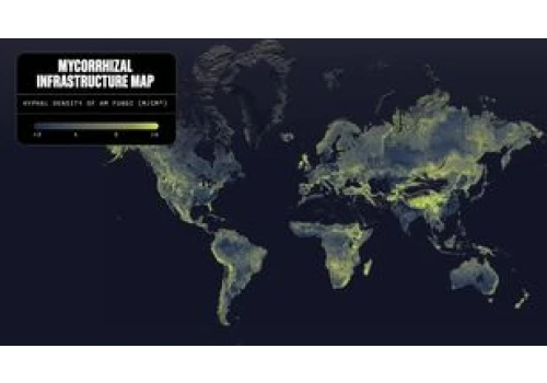 Mapa ujawnia sieć grzybów. Jest tak ogromna jak 10 proc. Drogi Mlecznej