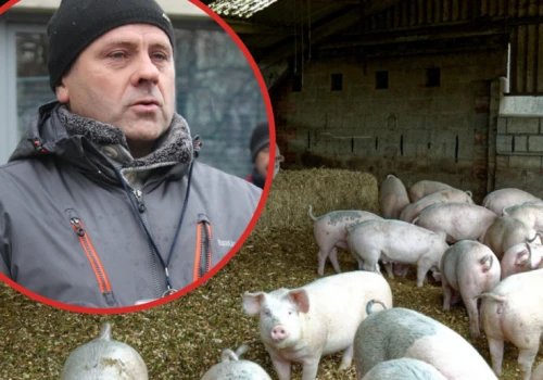 Animex odstępuje od obniżek cen tuczników. Terka: to będzie test dla innych zakładów