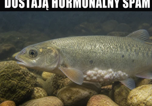 Ryby dostały update z kibla