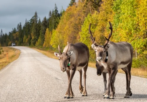Finlandia kusi turystów. Zaprasza na letnie poszukiwanie złota