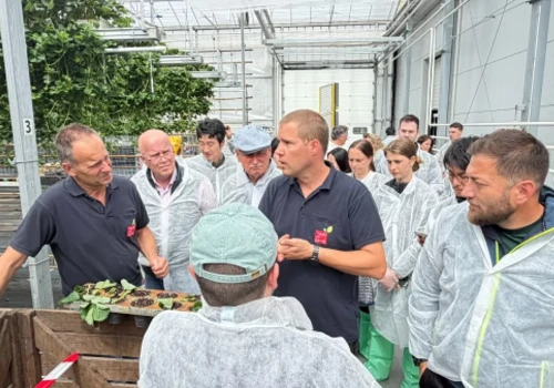 Nowe odmiany i hybrydowa ochrona. Co dziś liczy się w truskawce?