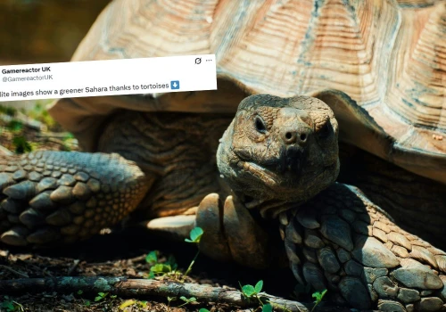 Projekt zazielenienia Sahary przyśpieszył, od kiedy pomagają żółwie