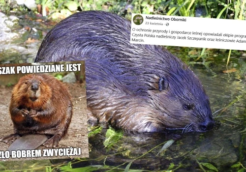 Oborniki: ktoś chciał przepędzić bobry niszcząc im tamę, w akcie zemsty zbudowały 7 kolejnych
