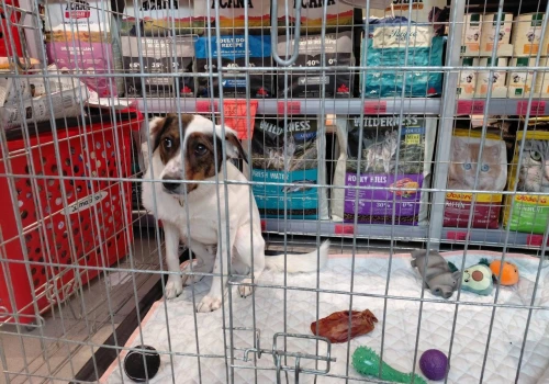 Pies w klatce w galerii handlowej czeka na adopcję. Internauci: wydać, że jest wystraszony