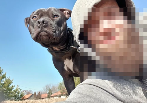 Kto jest winny śmierci psa? Awantura o pitbulle w olsztyńskim schronisku
