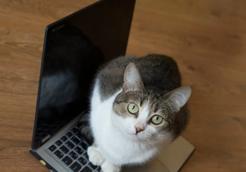 Dlaczego kot kładzie się na laptopie? To największy komplement dla opiekuna