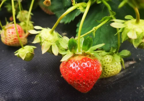 Uwaga na szarą pleśń w truskawkach! Warunki do rozwoju choroby są bardzo dobre