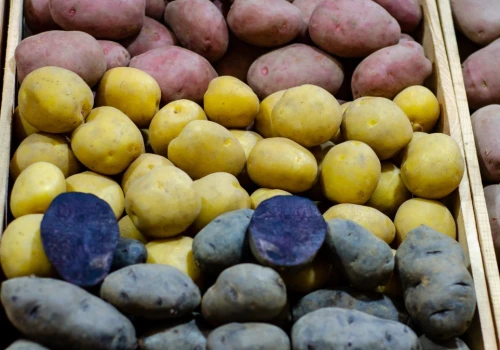 Zbijają cholesterol i wysokie ciśnienie. Fioletowe ziemniaki jedz częściej