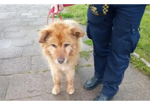 Samotny, kulejący pies na dworcu. Ucieczka czy porzucenie?
