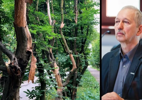 Umierają graby przy ul. Kościuszki w Legnicy. Radny Adam Wierzbicki bije na alarm