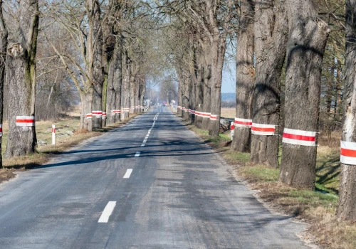 Chcą wyciąć niemal 7 tys. przydrożnych drzew. Podobno są niebezpieczne