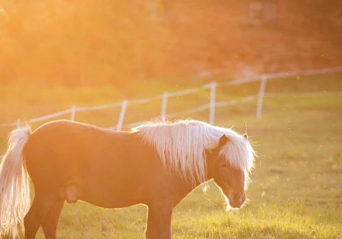 Kucyk zamknięty w osobówce. OTOZ Animals: bezduszność systemu poraża