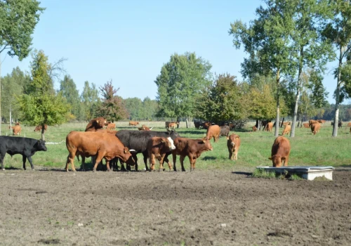 Pastwiska nisko i średnio produktywne. Kiedy można je tak zakwalifikować?