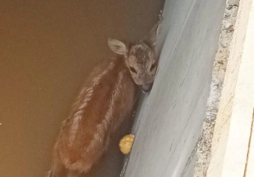 Bambi w tarapatach. Młoda sarenka utknęła w głębokim wykopie w Olsztynie