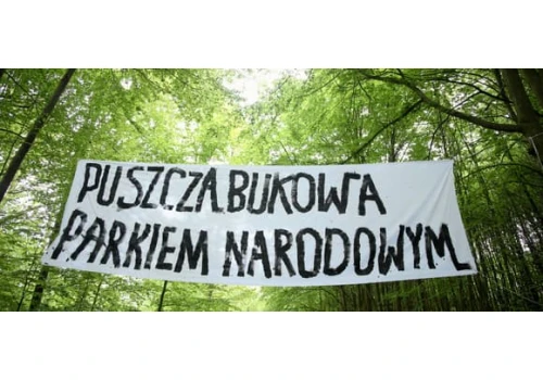 Puszcza Bukowa miała być wolna od pił, ale Lasy Państwowe zmieniły zdanie