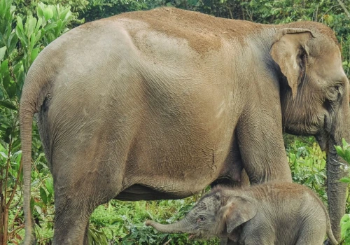 Dziwna śmierć matki i młodego wstrząsnęła Indonezją. Trwa walka o gatunek