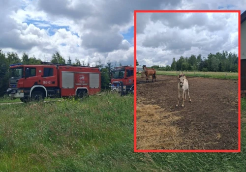 Chwile grozy w Zalesiu. Trzy konie padły po porażeniu prądem