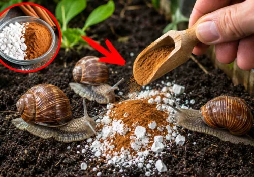 Pokrusz i rozsyp w ogrodzie. Ślimaki znikną szybciej niż poranna rosa