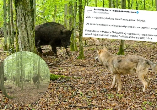 Puszcza Białowieska: wilki chciały upolować cielę żubra, a dostały w****dol, a potem jeszcze raz