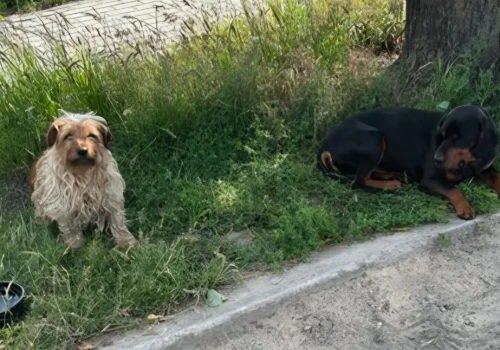 Czyja zguba? Błąkają sie w Iganiach przy szkole!