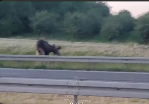 Uwaga kierowcy! Łoś na obwodnicy Lublina. Zachowajcie szczególną ostrożność