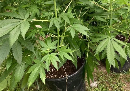 Zrobił plantację w budynku gospodarczym. Zdradziły go zakazane zielone krzewy