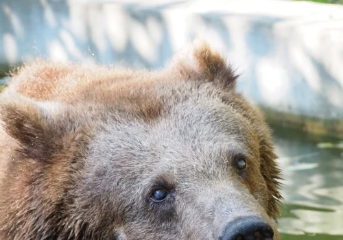 Warszawskie zoo przekazało smutne wieści. Odeszła niedźwiedzica Sabina
