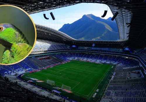 Mieli tam grać Polacy. Stadion mundialu 2026 zagraża dwóm ważnym ptakom