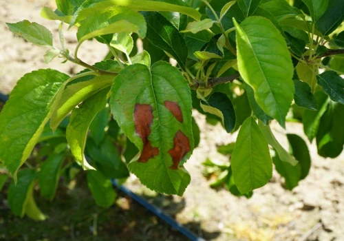 Nekrotyczna plamistość liści u odmiany Golden Delicious – Tajemnicza choroba czy efekt stresu?