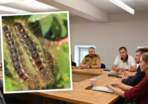 Toksyczne gąsienice opanowały południe Opolszczyzny! Zwołano sztab kryzysowy