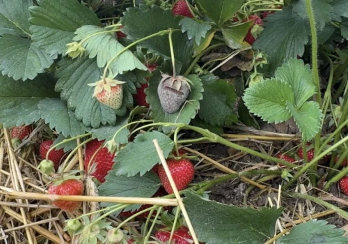 Truskawkowy spór o gnicie owoców. Plantatorzy podzieleni: słabe opryski czy pogoda?
