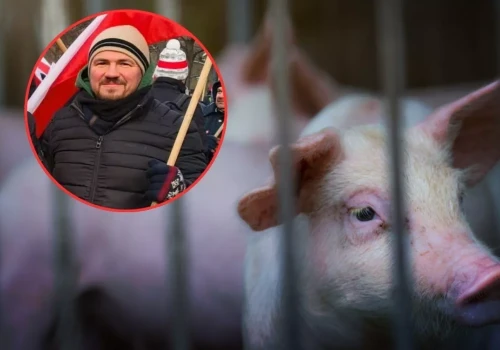 Ma doktorat i 500 świń. Dziś mówi: nie wiem, co robić dalej